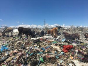 Livestock rummaging for food remains in a dumpsite. Photo: Daniel Ddiba / SEI.
