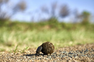 Dung beetle rolling its foodKruger National Park, Lesotho